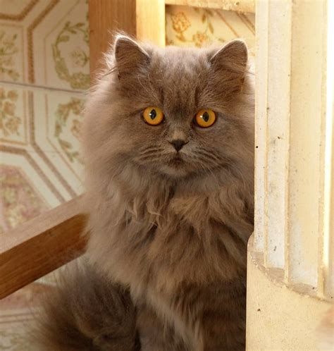 levage british shorthair metz|British Shorthair et Longhair